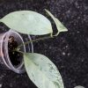 Hoya coriacea 'Silver'