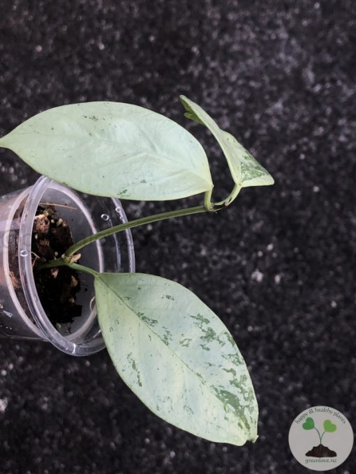 Hoya coriacea 'Silver'