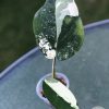 Variegated Chiapense