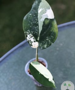 Variegated Chiapense