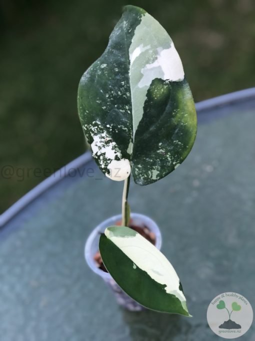 Variegated Chiapense
