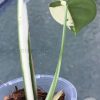 Variegated Chiapense