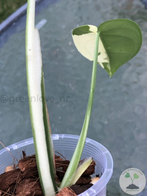 Variegated Chiapense