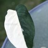 Pending - Variegated Chiapense (with new growth)