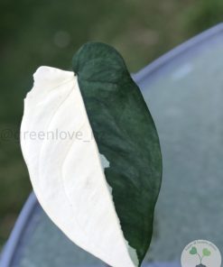 Pending - Variegated Chiapense (with new growth)