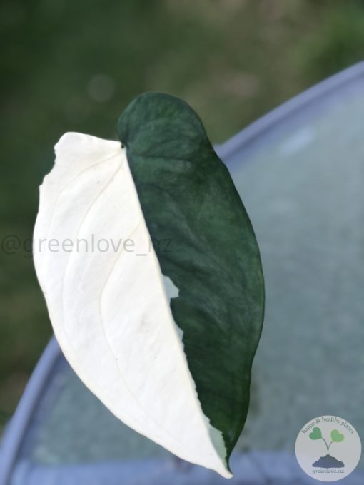 Pending - Variegated Chiapense (with new growth)