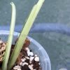 Pending - Variegated Chiapense (with new growth)