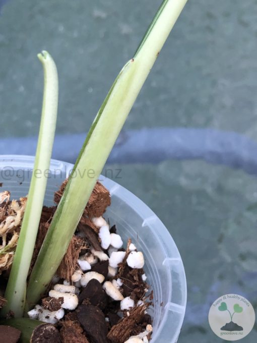 Pending - Variegated Chiapense (with new growth)
