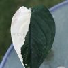 Variegated Chiapense (with new growth)