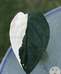 IMG_2341 Variegated Chiapense (with new growth)