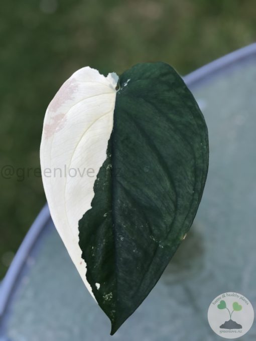 Variegated Chiapense (with new growth)