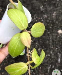 Hoya fitchii specimen with prominent pale leaf veins and emerald green foliage.