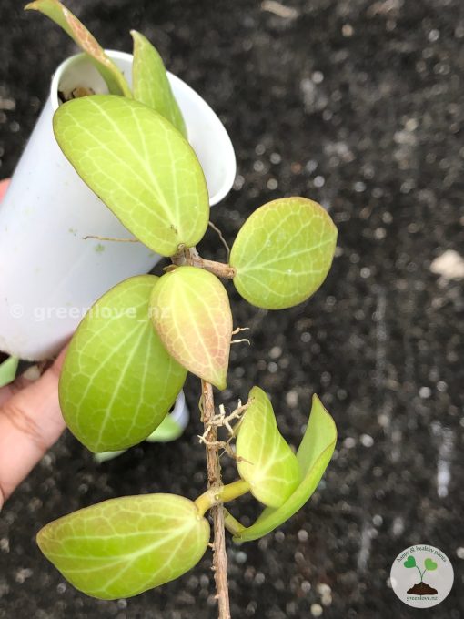 Hoya fitchii specimen with prominent pale leaf veins and emerald green foliage.