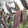 Hoya clemensiorum Splash