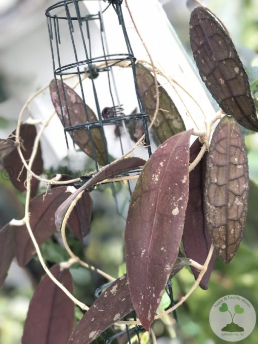 Hoya clemensiorum Splash