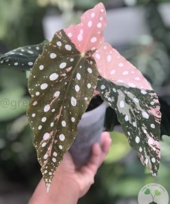 Begonia Maculata Pink Variegated