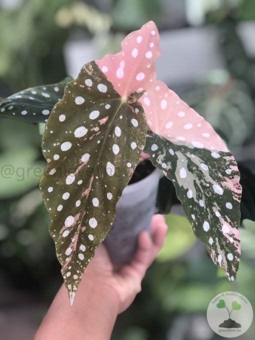 Begonia Maculata Pink Variegated