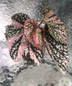 Begonia Snow Capped Variegated