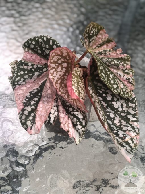 Begonia Snow Capped Variegated