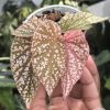 Begonia Snow Capped Variegated