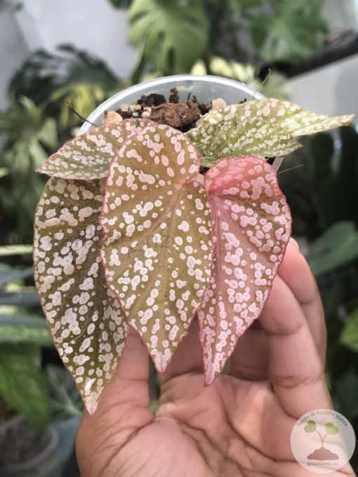 Begonia Snow Capped Variegated