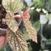 Begonia Snow Capped Variegated
