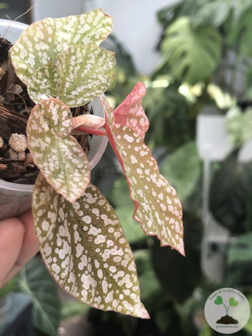 Begonia Snow Capped Variegated