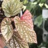 Begonia Snow Capped Variegated