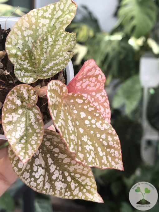 Begonia Snow Capped Variegated