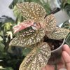 Begonia Snow Capped Variegated