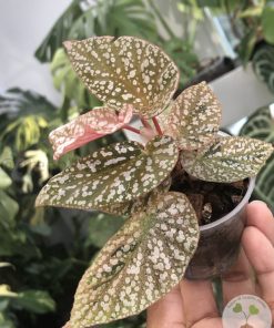 Begonia Snow Capped Variegated