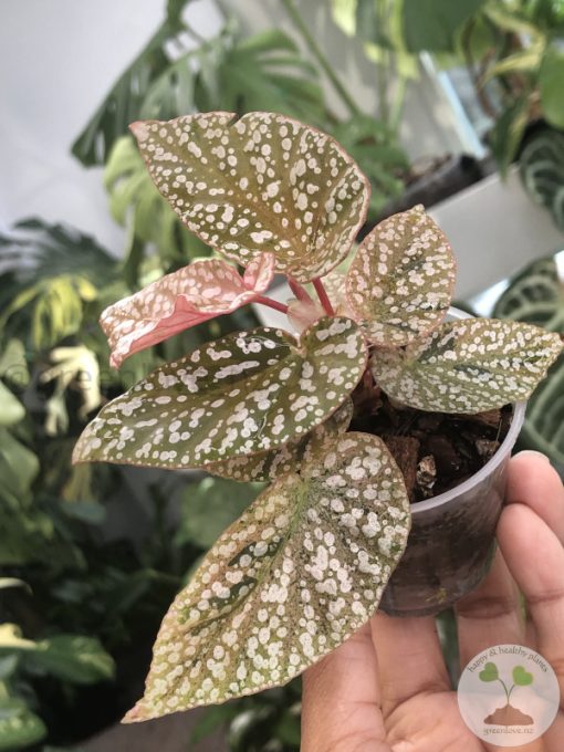 Begonia Snow Capped Variegated