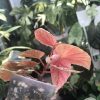 Begonia Snow Capped Variegated