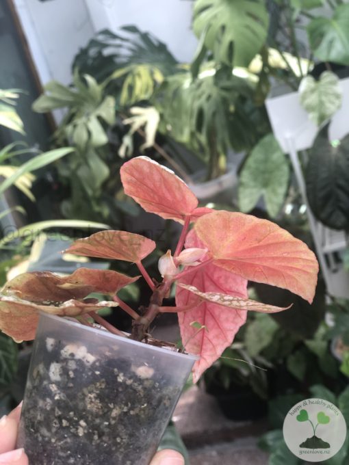 Begonia Snow Capped Variegated