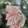 Begonia Snow Capped Variegated