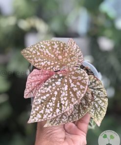 Begonia Snow Capped Variegated