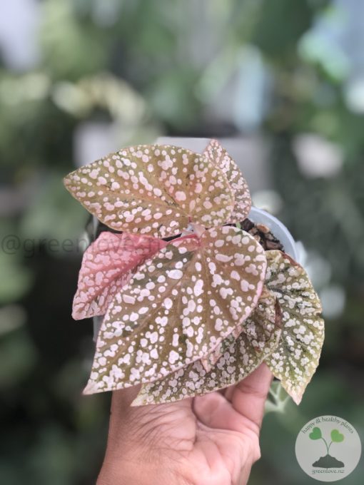 Begonia Snow Capped Variegated