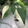 Variegated Chiapense