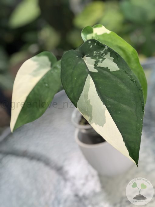 Variegated Chiapense