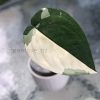 Variegated Chiapense