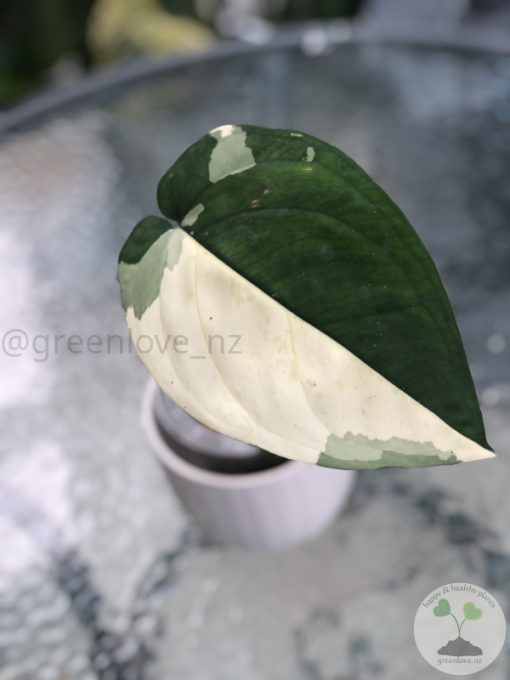Variegated Chiapense