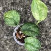 Rare Scindapsus Black Dragon Variegata - B