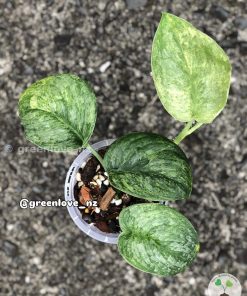 Rare Scindapsus Black Dragon Variegata - B