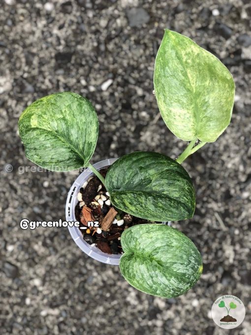 Rare Scindapsus Black Dragon Variegata - B