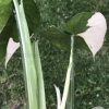 Variegated Chiapense