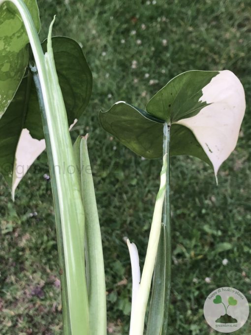 Variegated Chiapense