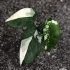 Variegated Chiapense