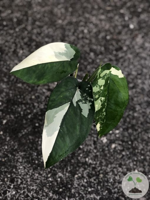 Variegated Chiapense