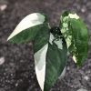Variegated Chiapense