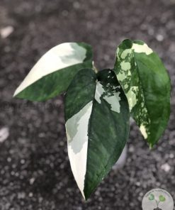 Variegated Chiapense